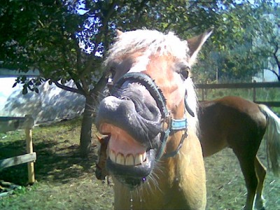 Obrazek